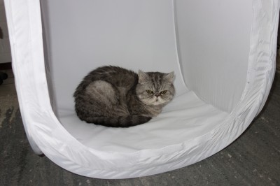 cat in light tent